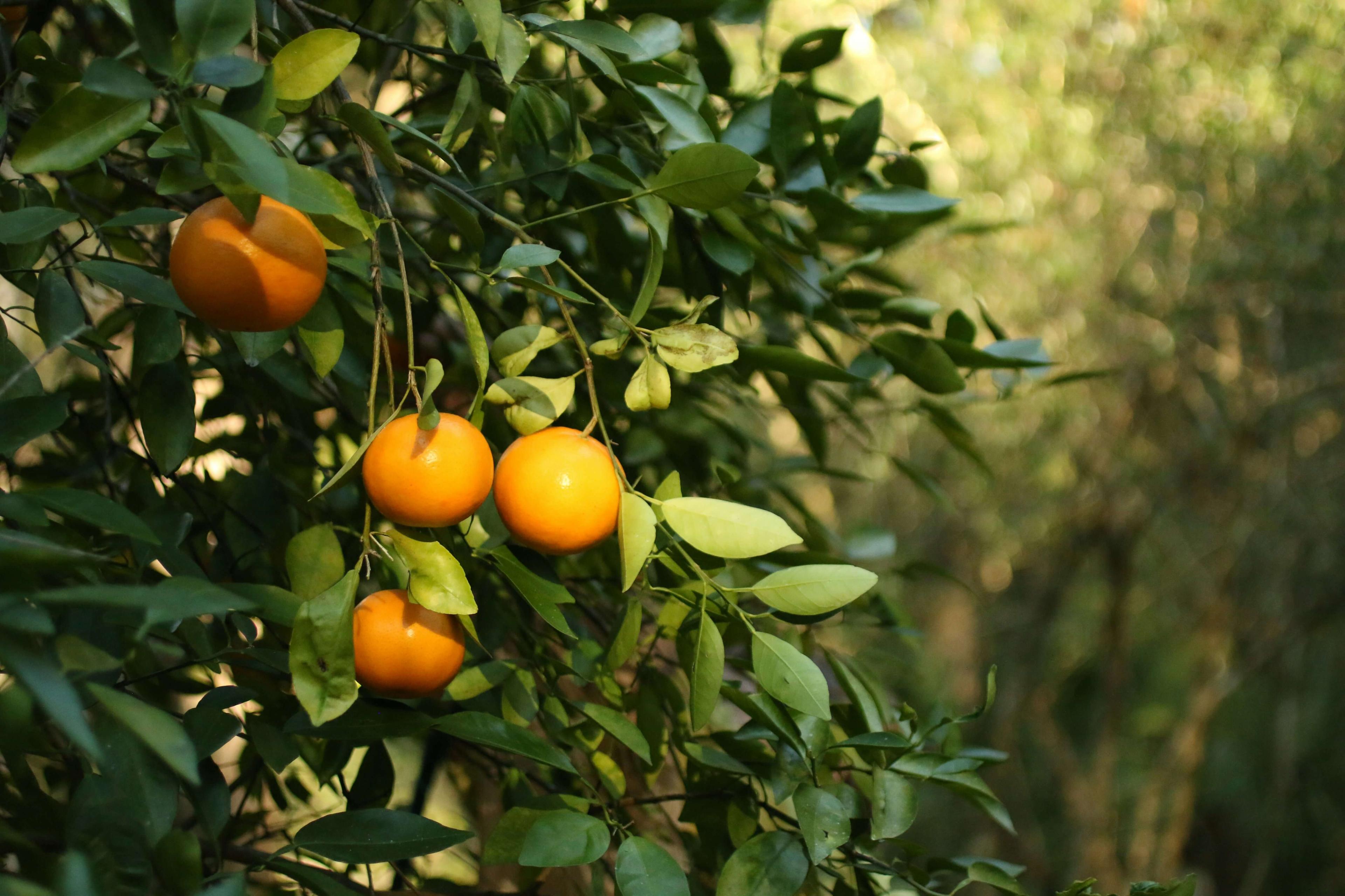 Bio-Tropical organic farm in Nkwantanan, Ghana
