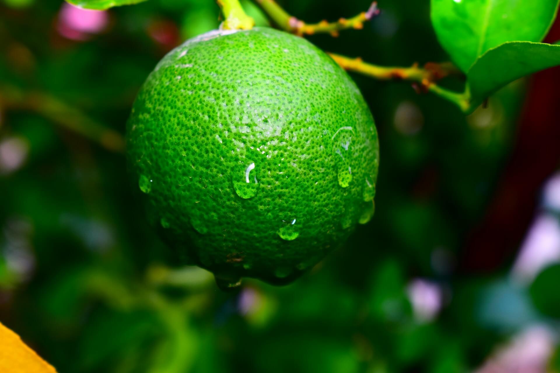 Fresh organic green citrus growing on a Bio-Tropical farm in Ghana